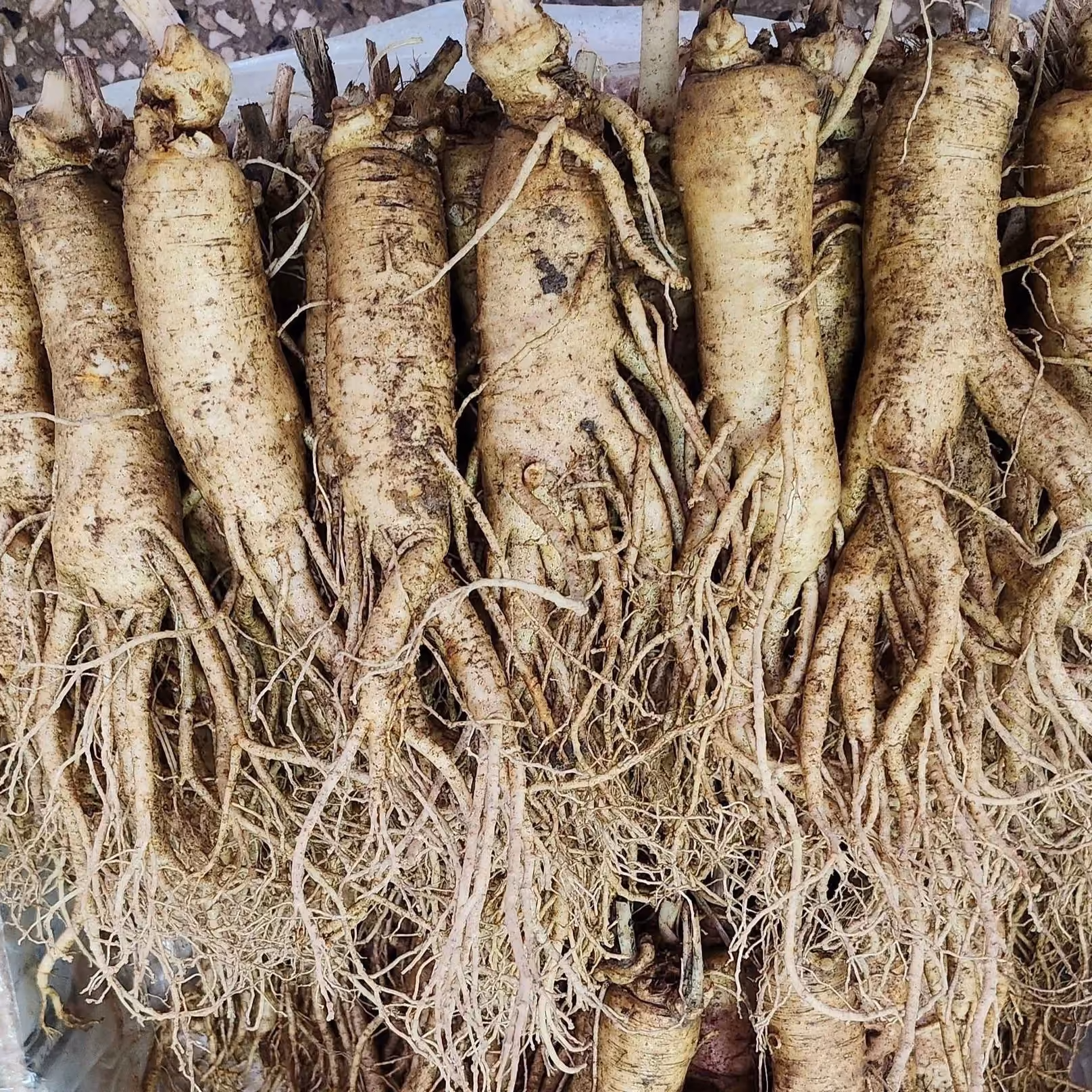 Freshly harvested ginseng from Geumsan farmers