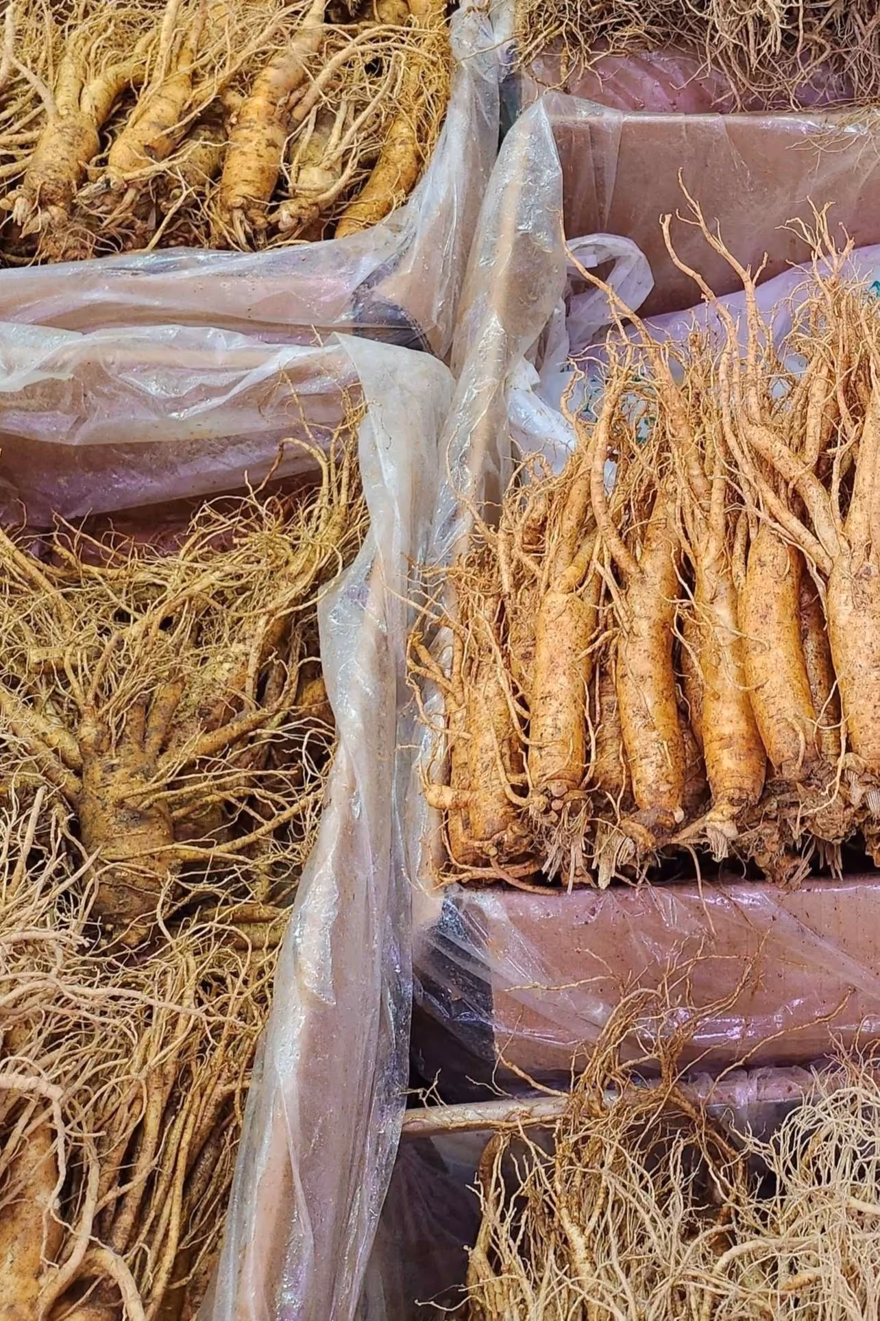 More freshly harvested ginseng from Geumsan farms